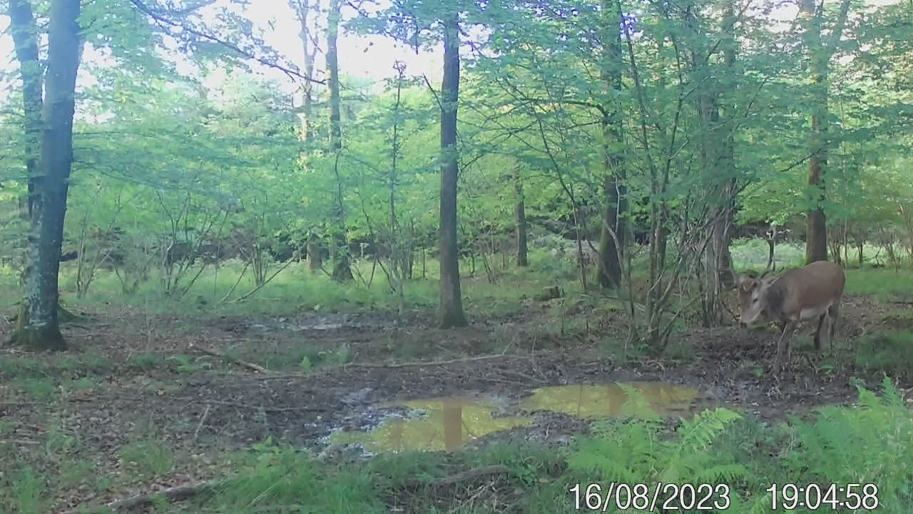 Secacam 5 Camera Trap