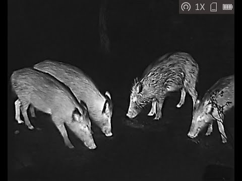 LYNX Pro Thermal Monocular