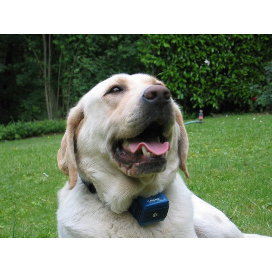 Antiladridos para perros por impulsos Canicalm - adiestramiento-perros