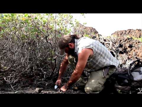 Aboriginal Micarta Desert Hunting Knife